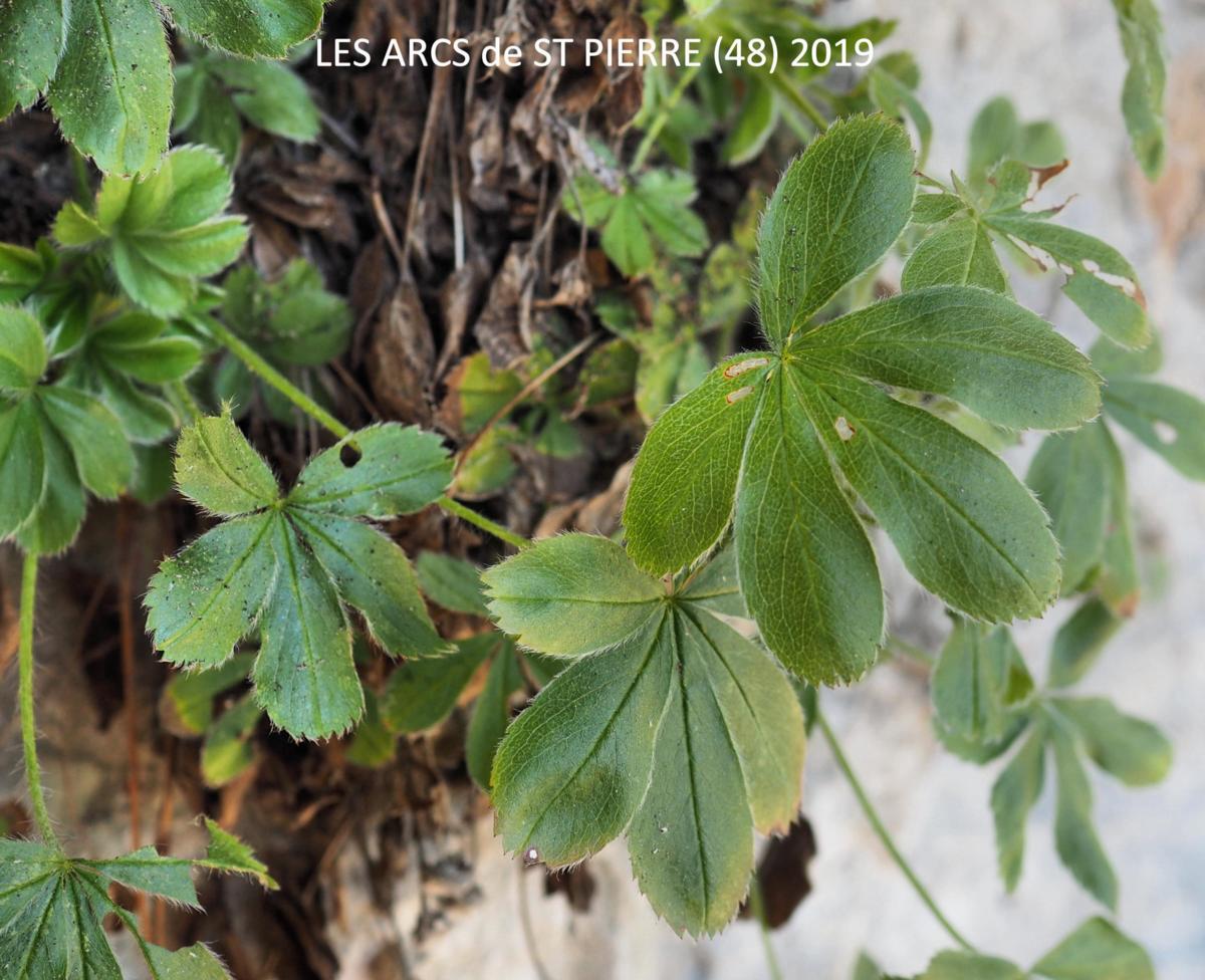 Cinquefoil, Cevenol leaf